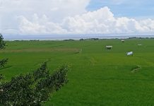 Ketika Sawah dan Laut Bersatu, Menciptakan Lapangan Kerja