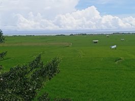 Ketika Sawah dan Laut Bersatu, Menciptakan Lapangan Kerja