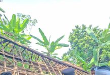 Rumah Panggung Roboh di Cibalong, Polsek Cibalong Gerak Cepat Lakukan Pengecekan dan Salurkan Bantuan Sembako