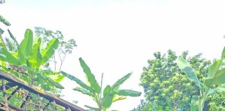 Rumah Panggung Roboh di Cibalong, Polsek Cibalong Gerak Cepat Lakukan Pengecekan dan Salurkan Bantuan Sembako